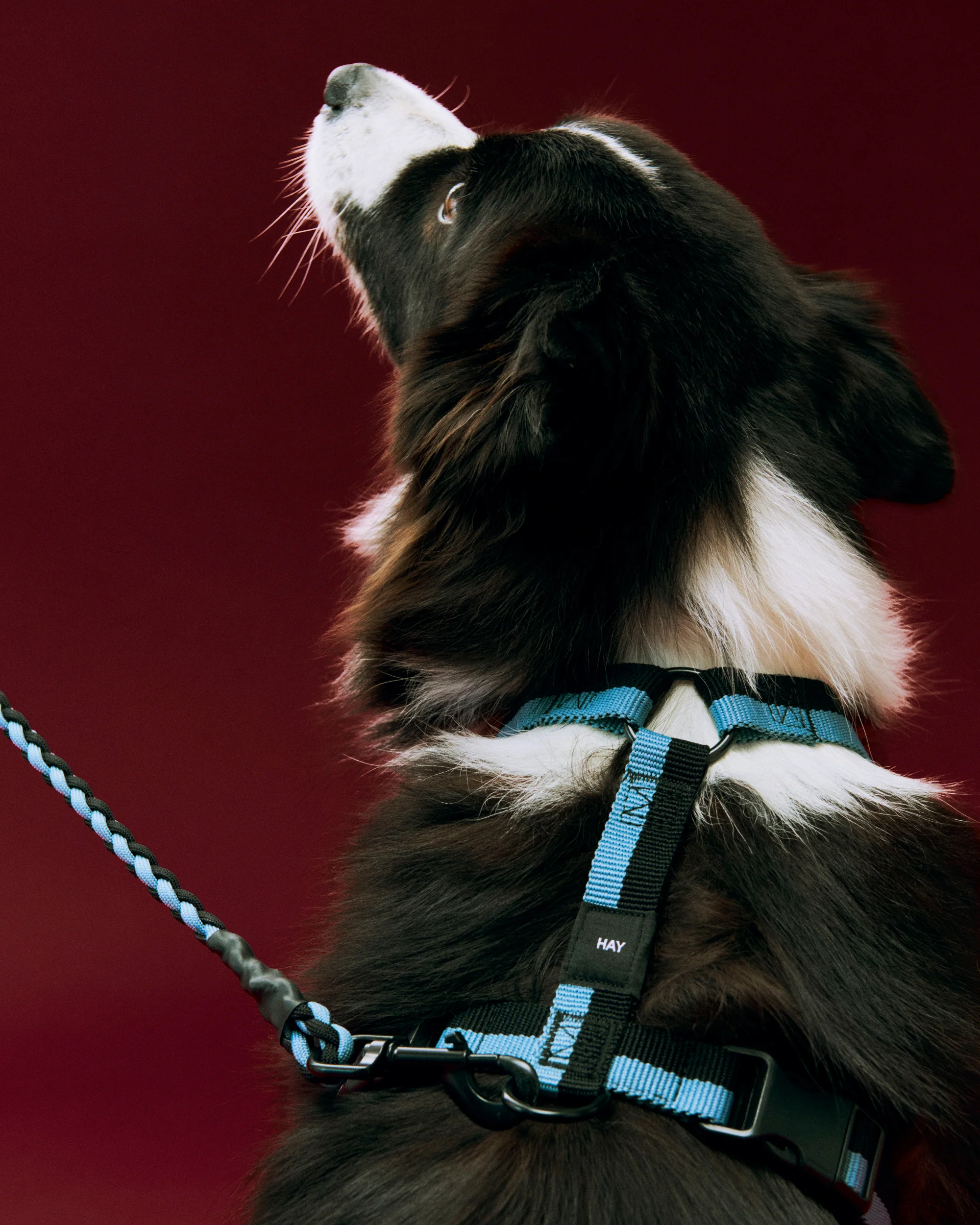 Dog Harness - Blue & Black - Image 2