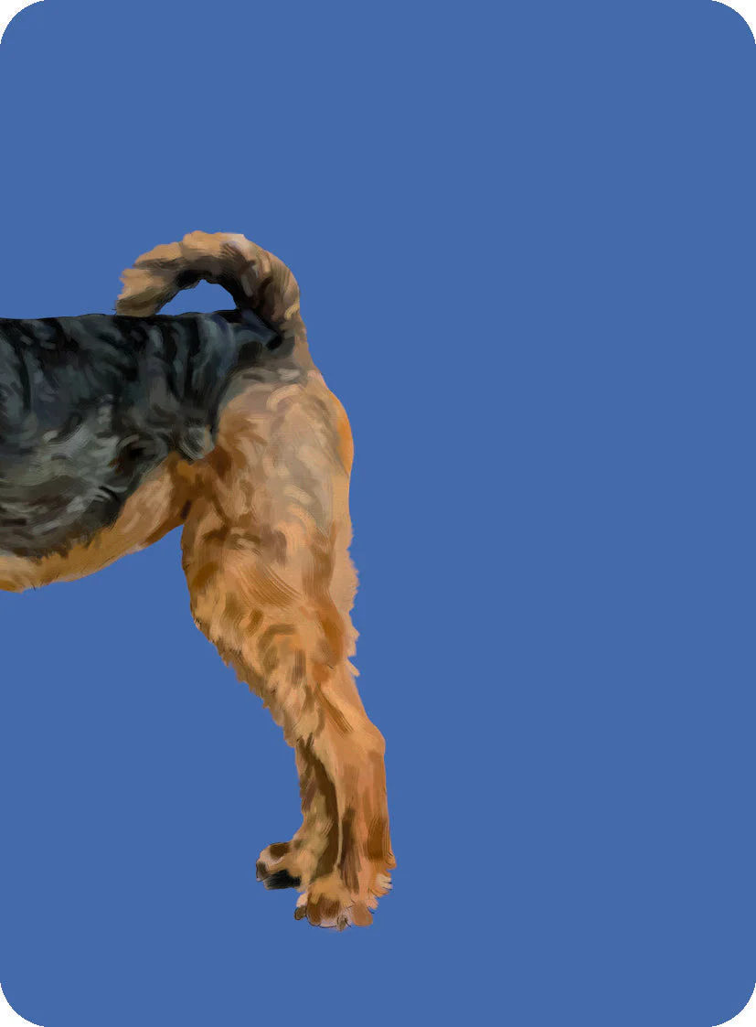 Heads & Tails - Dog Memory Cards - Image 5